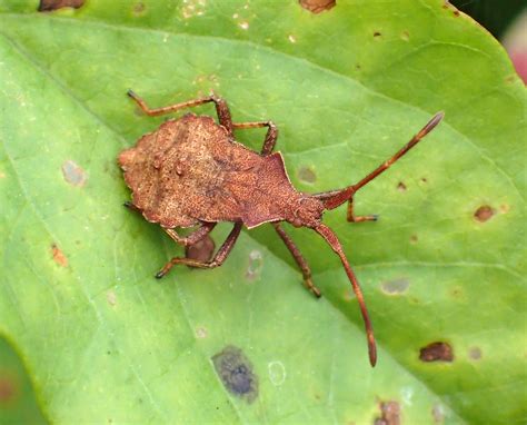 Coreus Marginatus Nymph Englishcombe Lane Bath Flickr