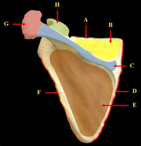 Human Movement Exam Shoulder Joint Girdle Kahoot Flashcards