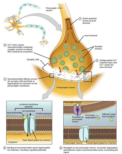 How Neurons Communicate Openstax Biology