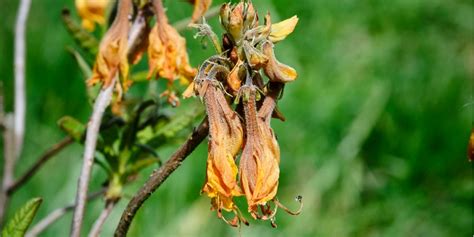 How To Deadhead Azaleas My Heart Lives Here