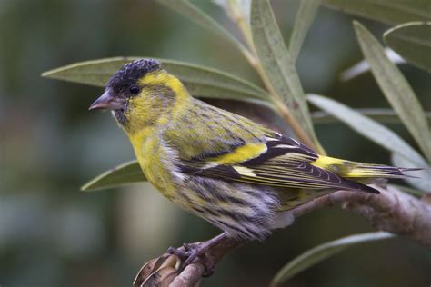 Tarin Des Aulnes Photo Et Image Nature Animaux Oiseaux Images