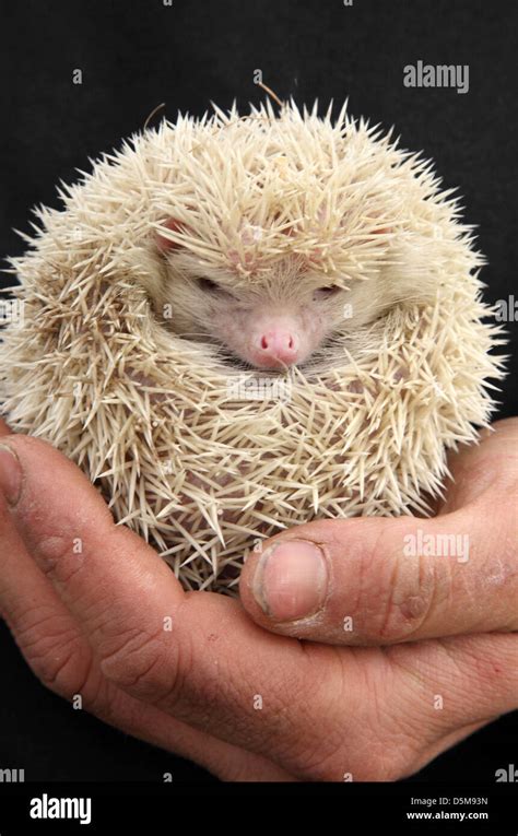 A Young Albino Hedgehog Stock Photo Alamy