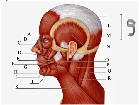 Muscles Of The Head Flashcards Quizlet