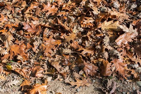 Brown leaf texture and background. Dry leaves background texture ...