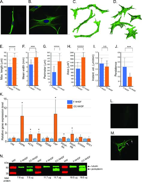 Medium Conditioned By The Breast Tumor Derived Cell Line Mda Mb 231 Download Scientific Diagram