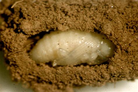 Spinetailed weevil pupa – Cesar Australia