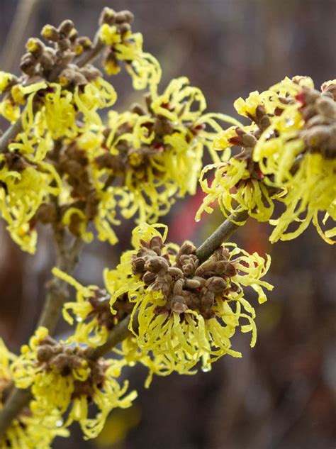 Zaubernuss Pallida Hamamelis Intermedia Pallida Kaufen