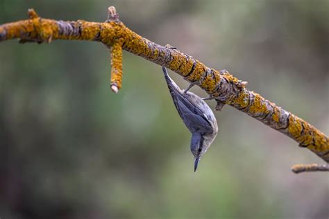 Nuthatch | Avianbird