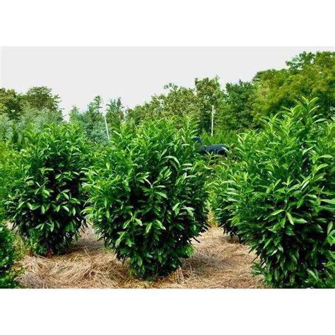 buy skip laurel  bay gardens  nursery bay gardens