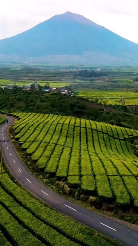 Kebun Teh Kayu Aro Kerinci Artofit