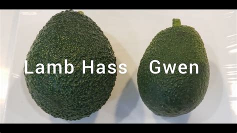 Harvesting Two 2 Different Varieties Of Avocados From My Backyard Lamb Hass Vs Gwen Avocados