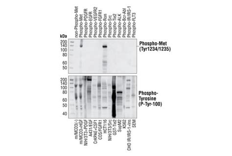 Phospho Met Tyr D Rabbit Mab Cell Signaling Technology