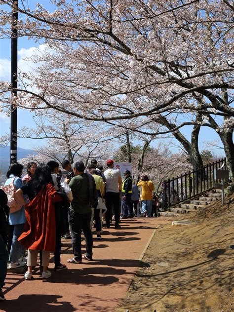 【三分咲き】新倉山浅間公園桜の開花状況：2023年4月1日現在