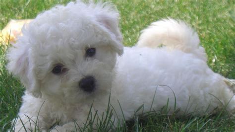 Bichon Frise Wallpapers - Wallpaper Cave