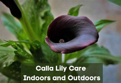 Calla Lily Care Indoors and Outdoors - Multigardening