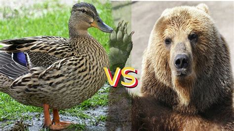 Bear Vs Duck Youtube