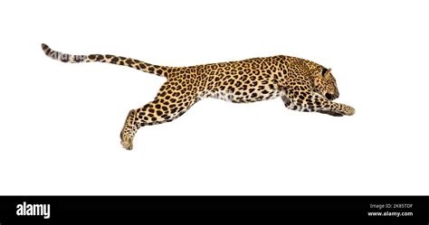 Side View Of A Spotted Leopard Leaping Panthera Pardus Isolated On