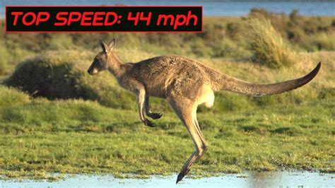 The Top 10 Fastest Land Animals In The World Owlcation