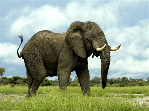 Elephant Pictures - National Geographic | National Geographic