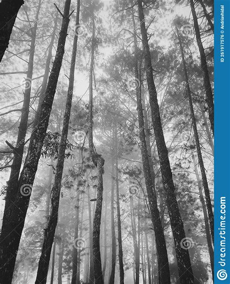 Hutan pinus stock photo. Image of jamiaki, pinus, pohon - 261917576