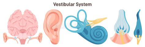 Human Vestibular System Organs Inner Ear And Its Parts Related To