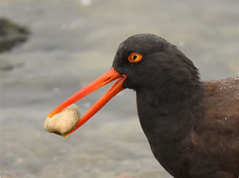 MDAS 2021 Photo Contest Winners Mount Diablo Bird Alliance