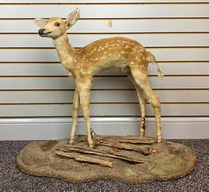 Antique & Vintage Taxidermy for Sale in Online Auctions - Page 3