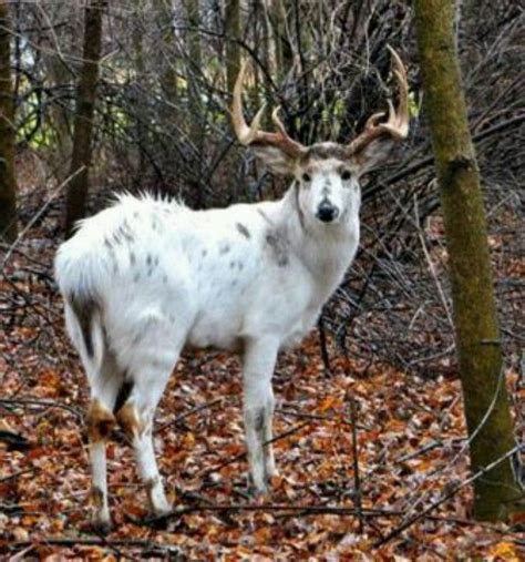 White Stag Whitetail Deer Pictures Deer Pictures Deer