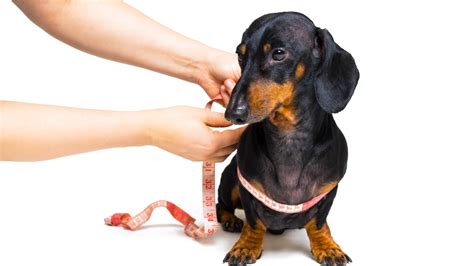 Dog Weight Chart: Weights of Popular Dog Breeds