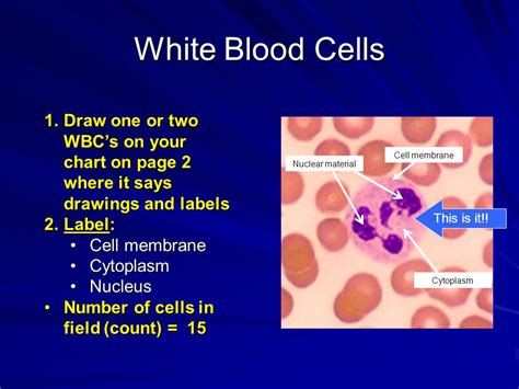 White Blood Cell Labeled