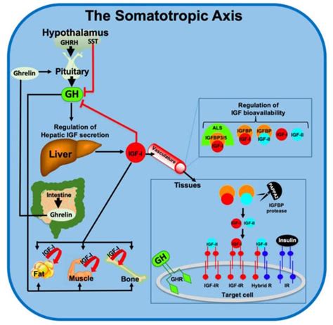 Cells Free Full Text Effects Of Gh Igf On The Aging Mitochondria