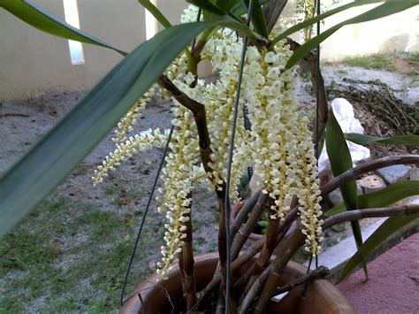 Pokok Bunga Tahan Panas Perihal Molek Perihal Bunga Maxwell Van