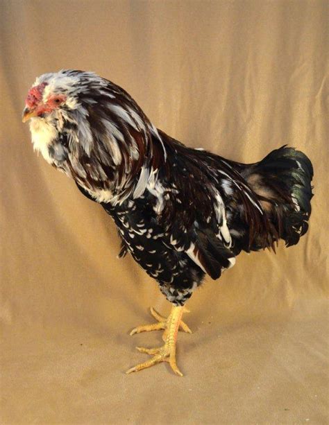 Russian Orloff Chicken - The Livestock Conservancy