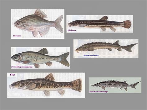 Edukacyjne Wiersze I Piosenki Doroty Grobelnej Ryby Chronione W Polsce
