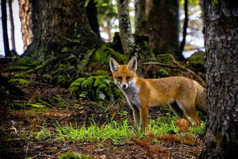 Can Foxes Climb Trees (And Get Inside Your Backyard?) | Hutch and Cage