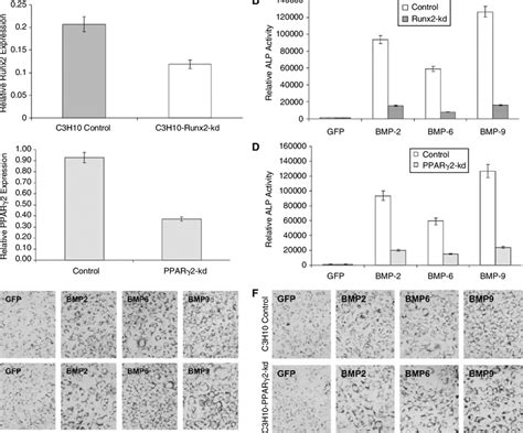 Effect Of Rnai Mediated Silencing Of Runx2 And Pparγ2 On Bmp Induced