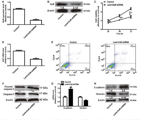 Figure From Rna Binding Protein Hur Promotes Osteosarcoma Cell