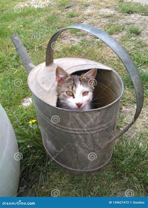 Cat Pet Watering Can And Kitten Stock Photo Image Of Watering