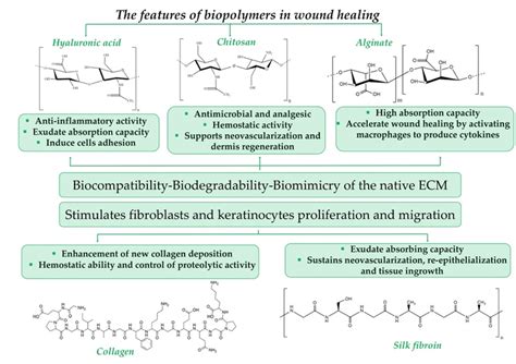 The features of biopolymers in wound healing. | Download Scientific Diagram