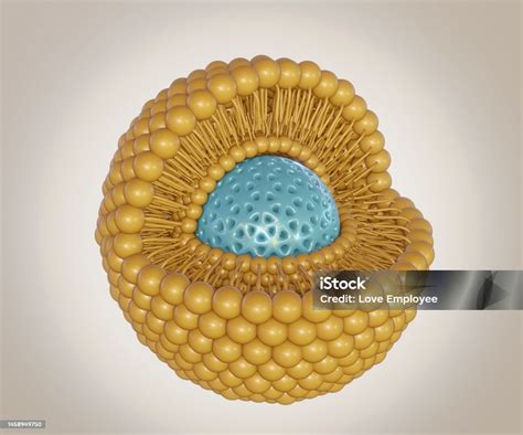 nanopartikel silika mesopori terisolasi   lipid bilayer foto