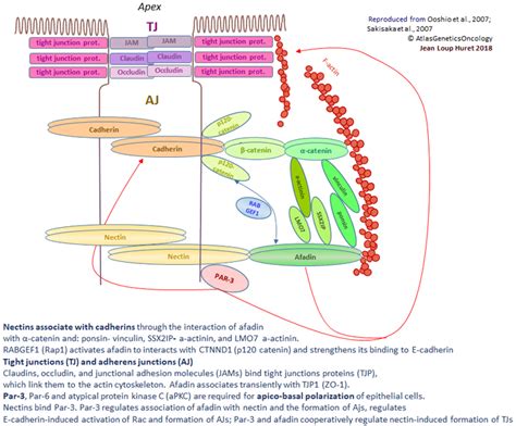 Afdn Afadin Adherens Junction Formation Factor