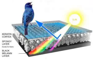 The Secret of Bird Feathers - What's a Feather Look Like Under a ...