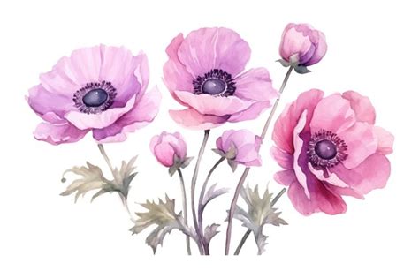 Premium Vector Watercolor Anemone Rose Flowers Hand Drawn