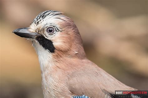 Vlaamse Gaai Garrulus Glandarius Lemelerberg B E R T H O O G S