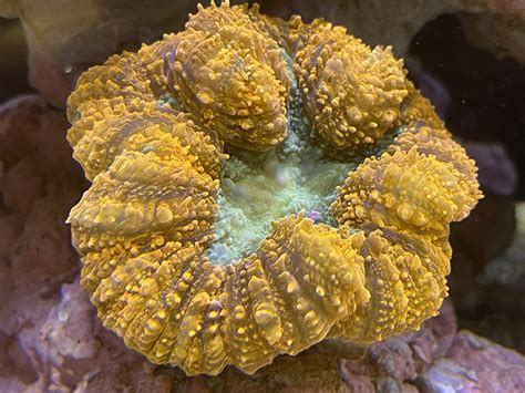 Lobophyllia Robusta Is The Easiest “symphyllia” Available Reef Builders The Reef And