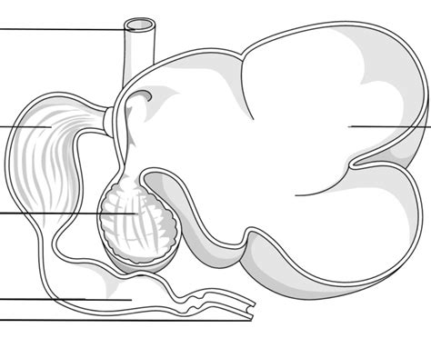 Anatomy of a cow - stomach Quiz