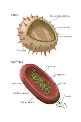 'Virus and Bacteria Diagram' Prints - Monica Schroeder | AllPosters.com ...