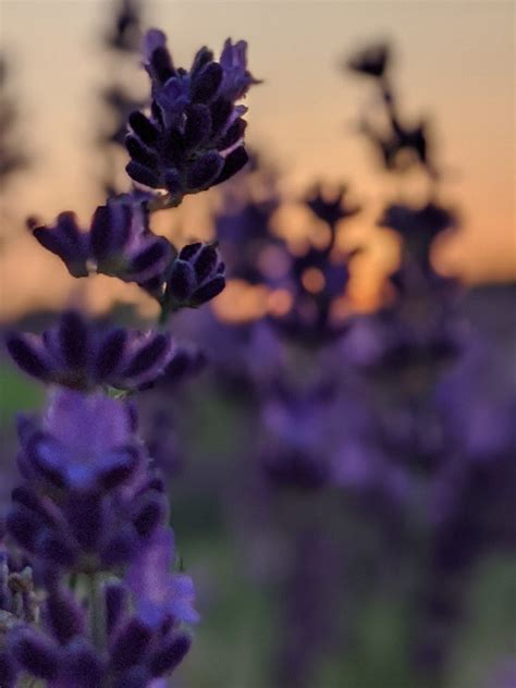 Lavender Sunset