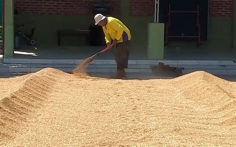 Petani Pilih Jual Gabah Basah