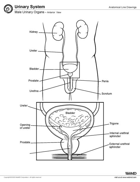 Diagram Of Male Urinary System From The Side Urinary Male Tr